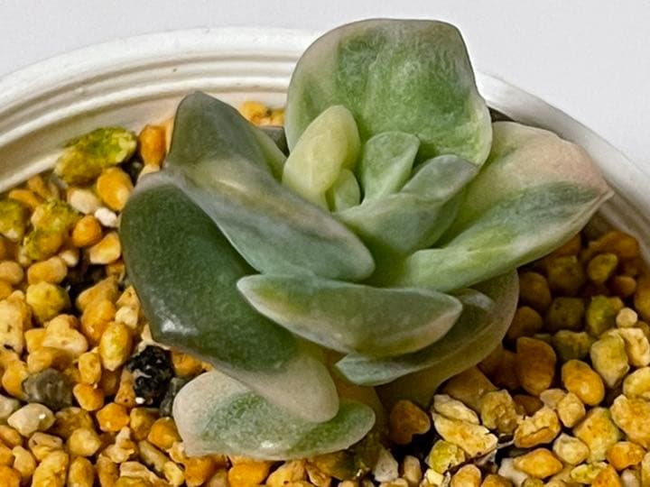 ❤️専用出品❤️ラブリーローズ錦❤️美斑に成長中①❤️