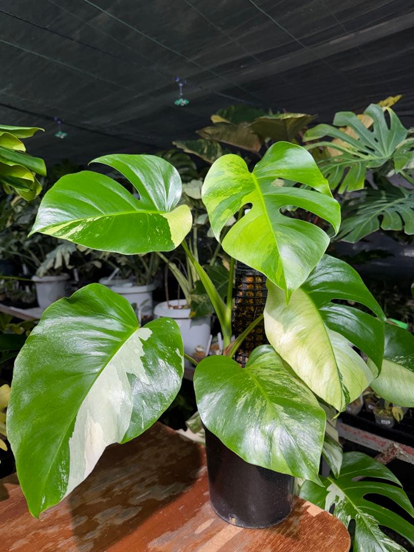 8 モンステラ　セブブルー　ミント　鉢モスポール付き