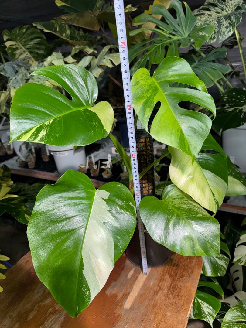 8 モンステラ　セブブルー　ミント　鉢モスポール付き