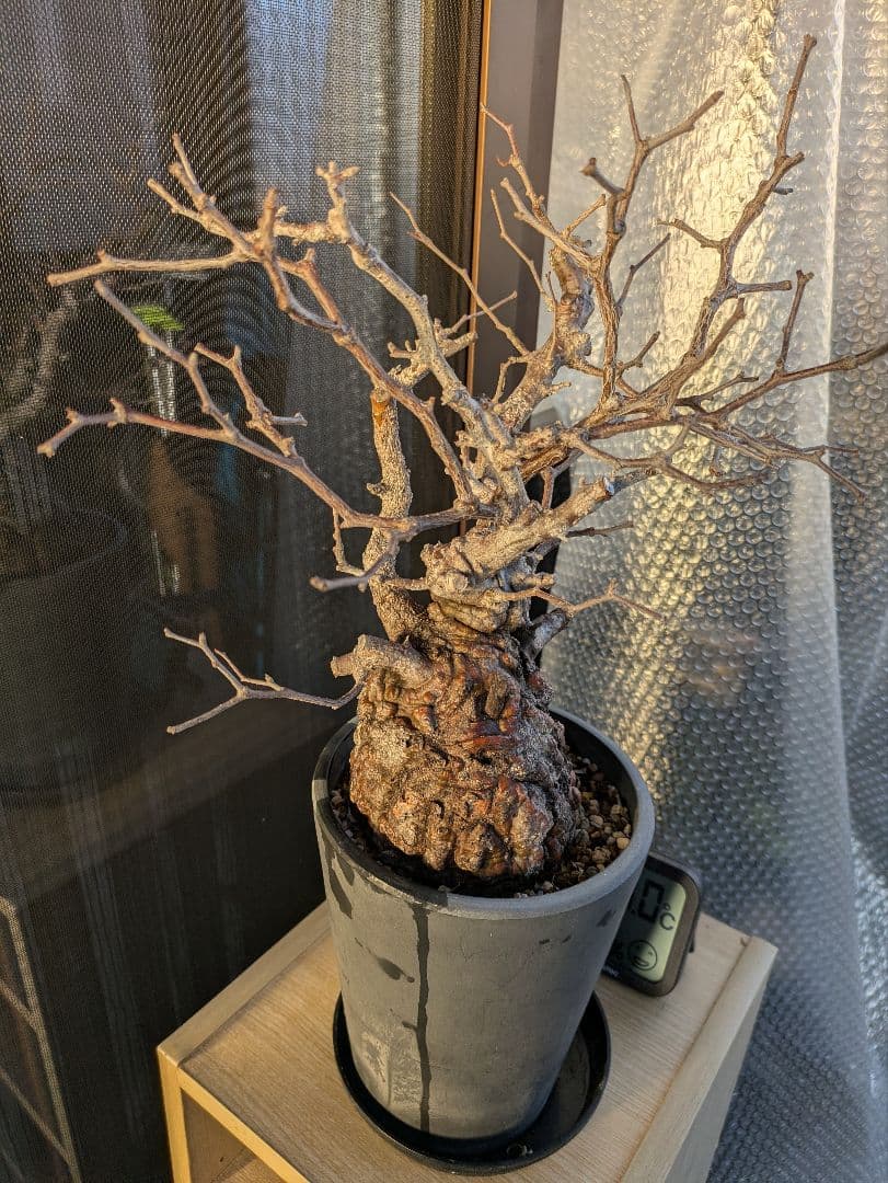 【2/7まで20000円値下げ】【休眠中】オペルクリカリア・パキプス