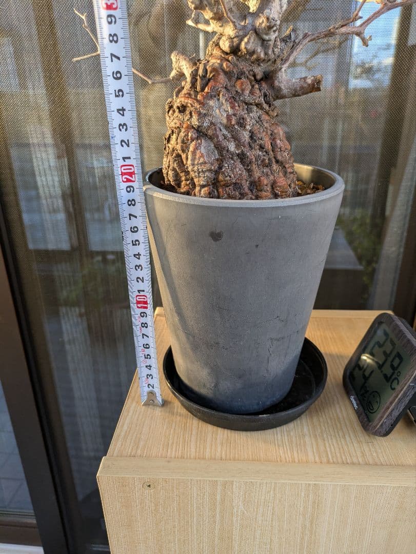 【2/7まで20000円値下げ】【休眠中】オペルクリカリア・パキプス