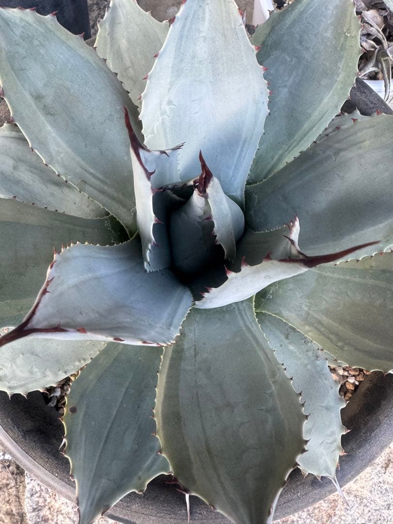 アガベ Agave parryi 'Desert Delight' 259