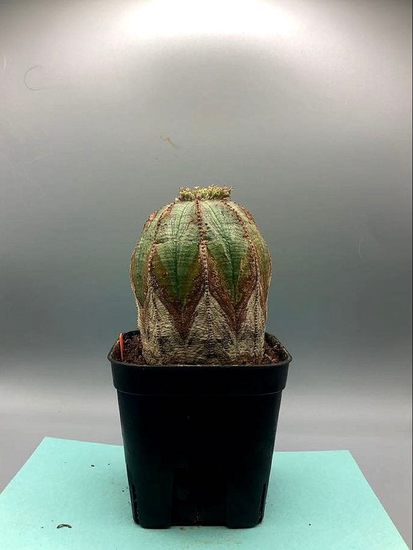 《3号O》ユーフォルビア　オールド　オベサ　雌株