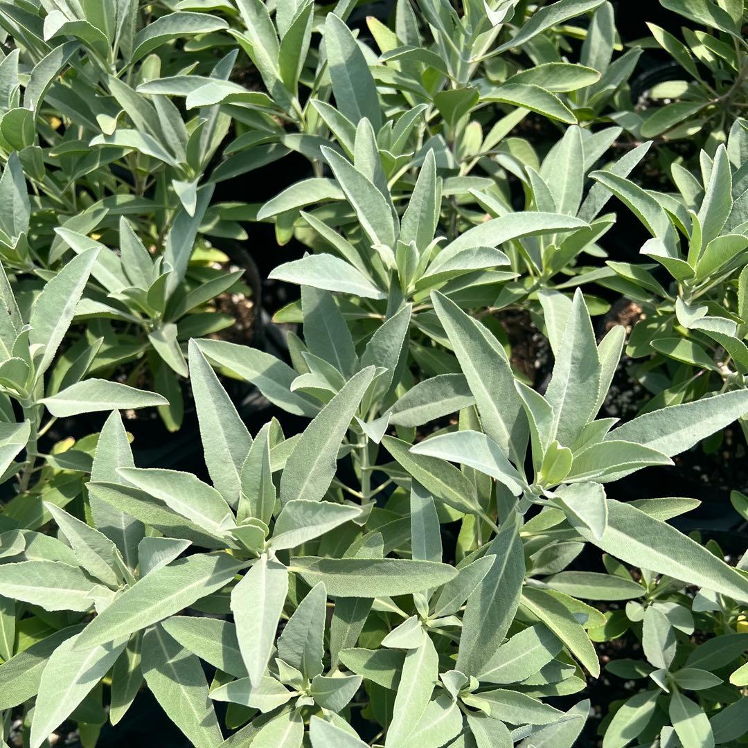 【2本】ホワイトセージ（サルビア・アピアナ）ホワイトセージ苗　ハーブ　ハーブ苗