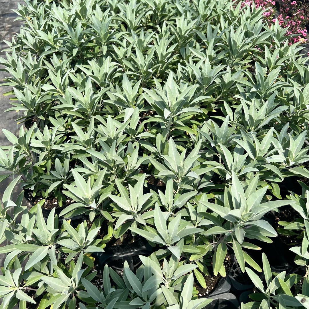 【2本】ホワイトセージ（サルビア・アピアナ）ホワイトセージ苗　ハーブ　ハーブ苗