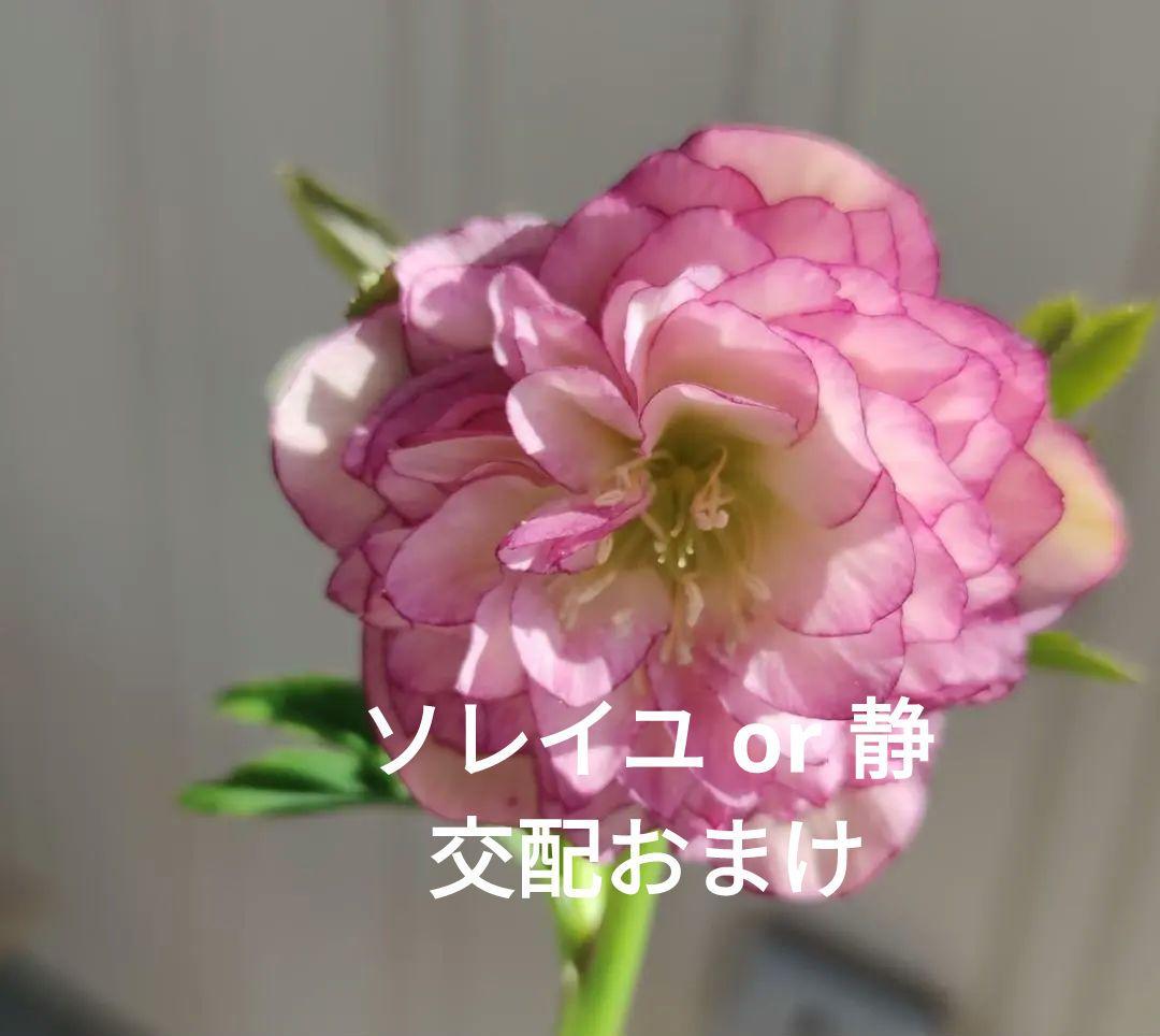 クリスマスローズ　多弁ピンクグラデーションピコティ　おまけ交配