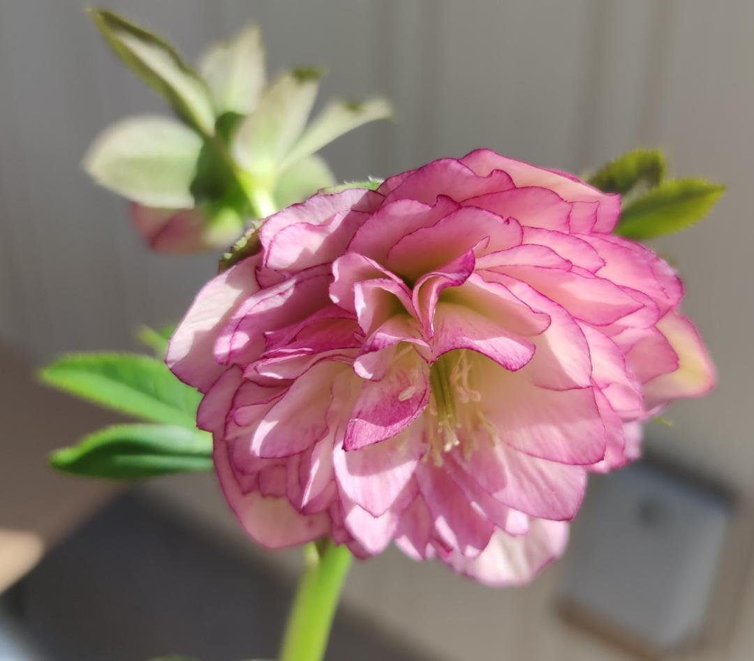 クリスマスローズ　多弁ピンクグラデーションピコティ　おまけ交配