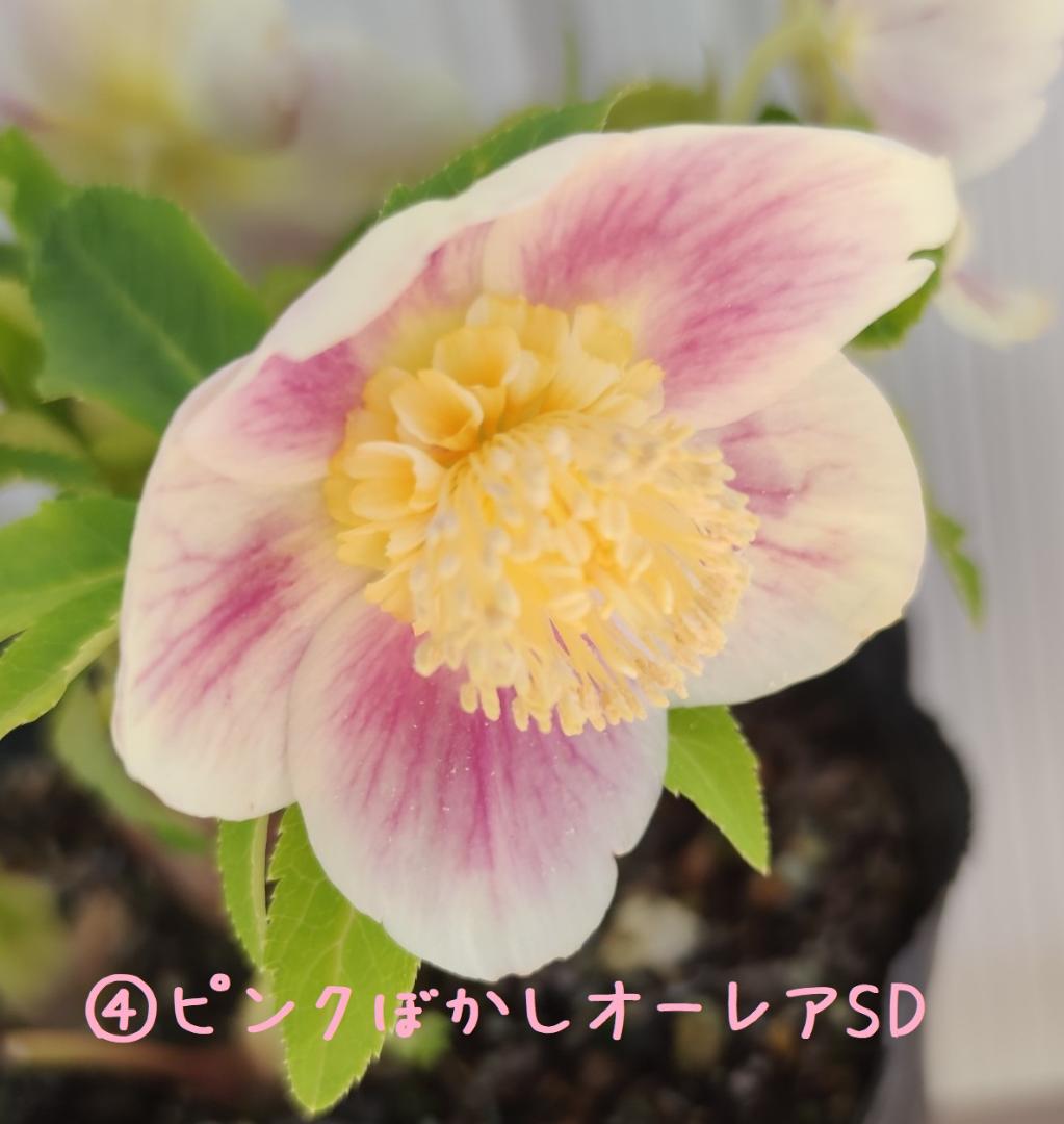 クリスマスローズ　多弁ピンクグラデーションピコティ　おまけ交配