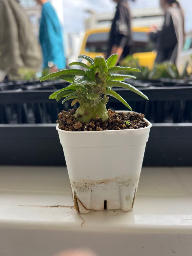 ドルステニアギガス　ブラータ　沖縄実生株　bullata