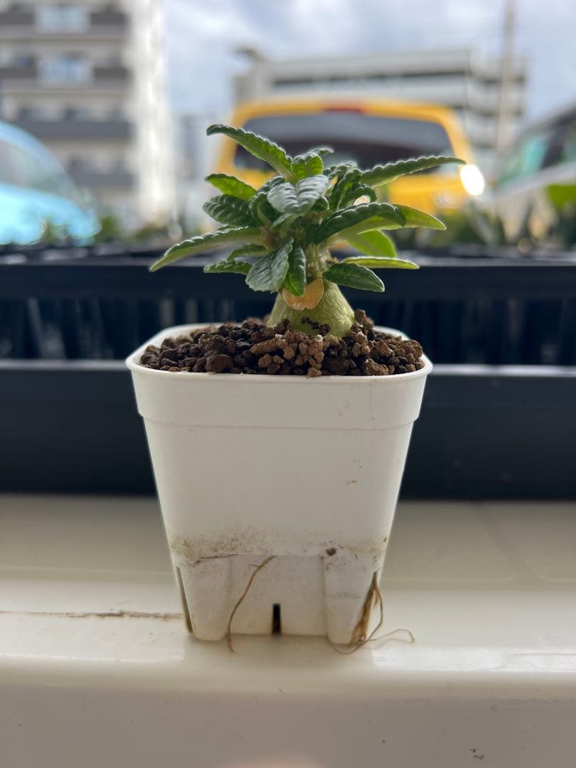 ドルステニアギガス　ブラータ　沖縄実生株　bullata