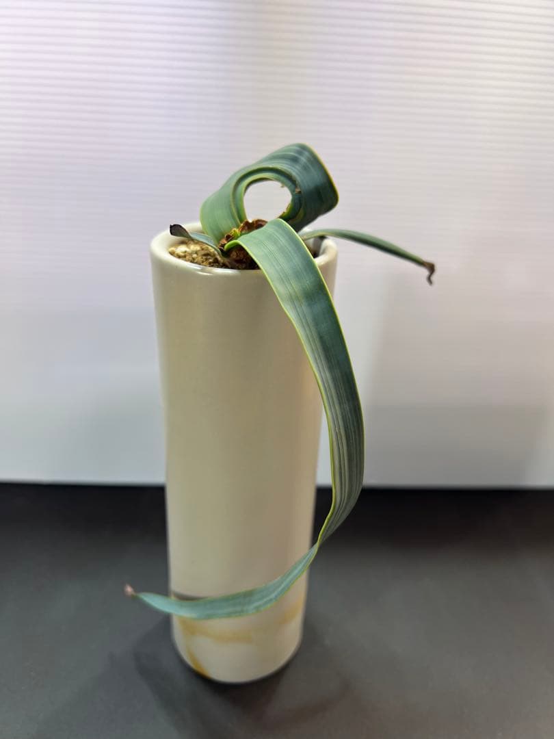 底穴付陶器鉢実生株　葉の形が奇想天外　welwitschia mirabilis