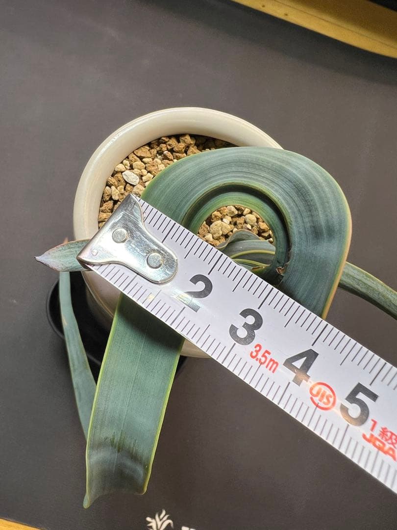 底穴付陶器鉢実生株　葉の形が奇想天外　welwitschia mirabilis