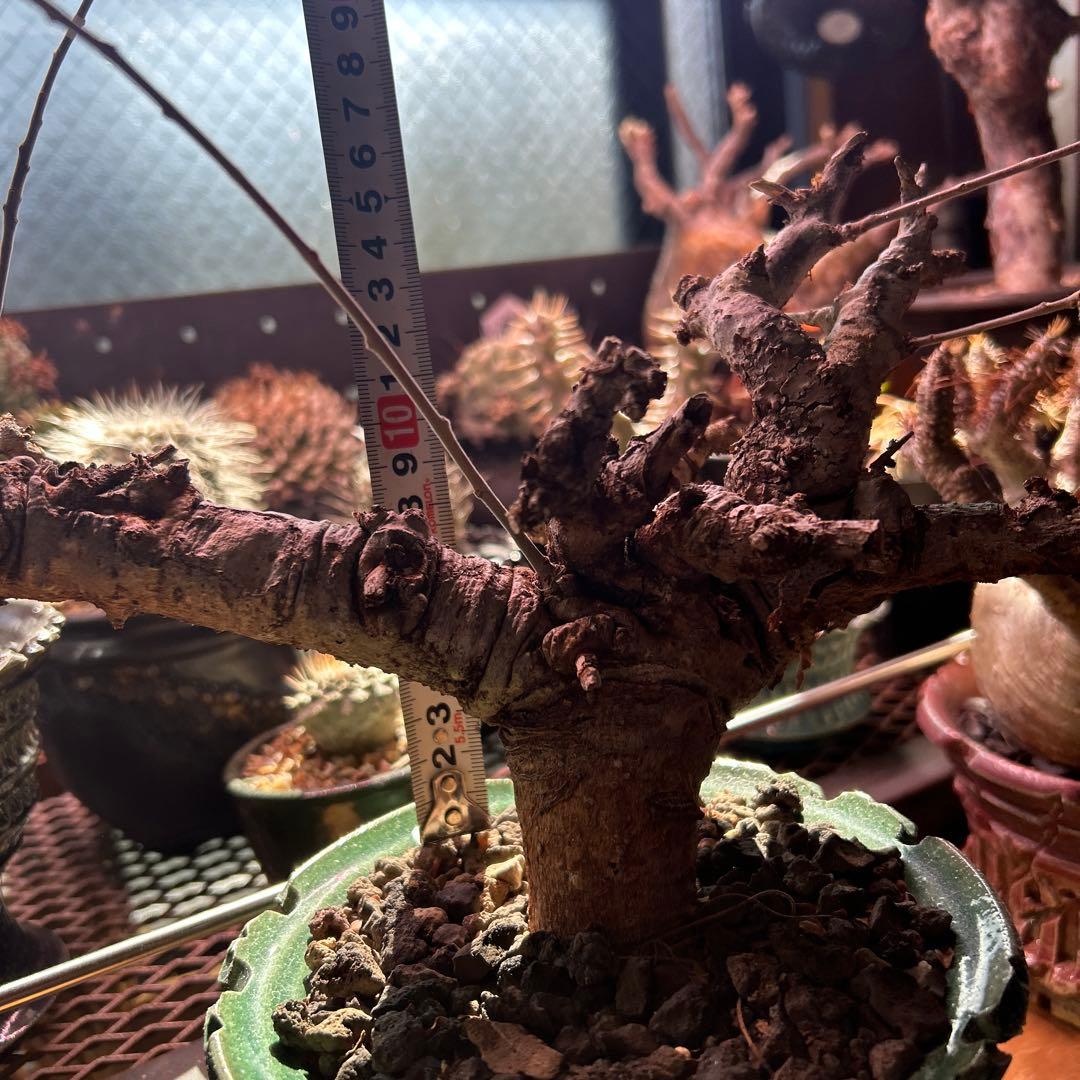 ボスべリア　ネグレクタ