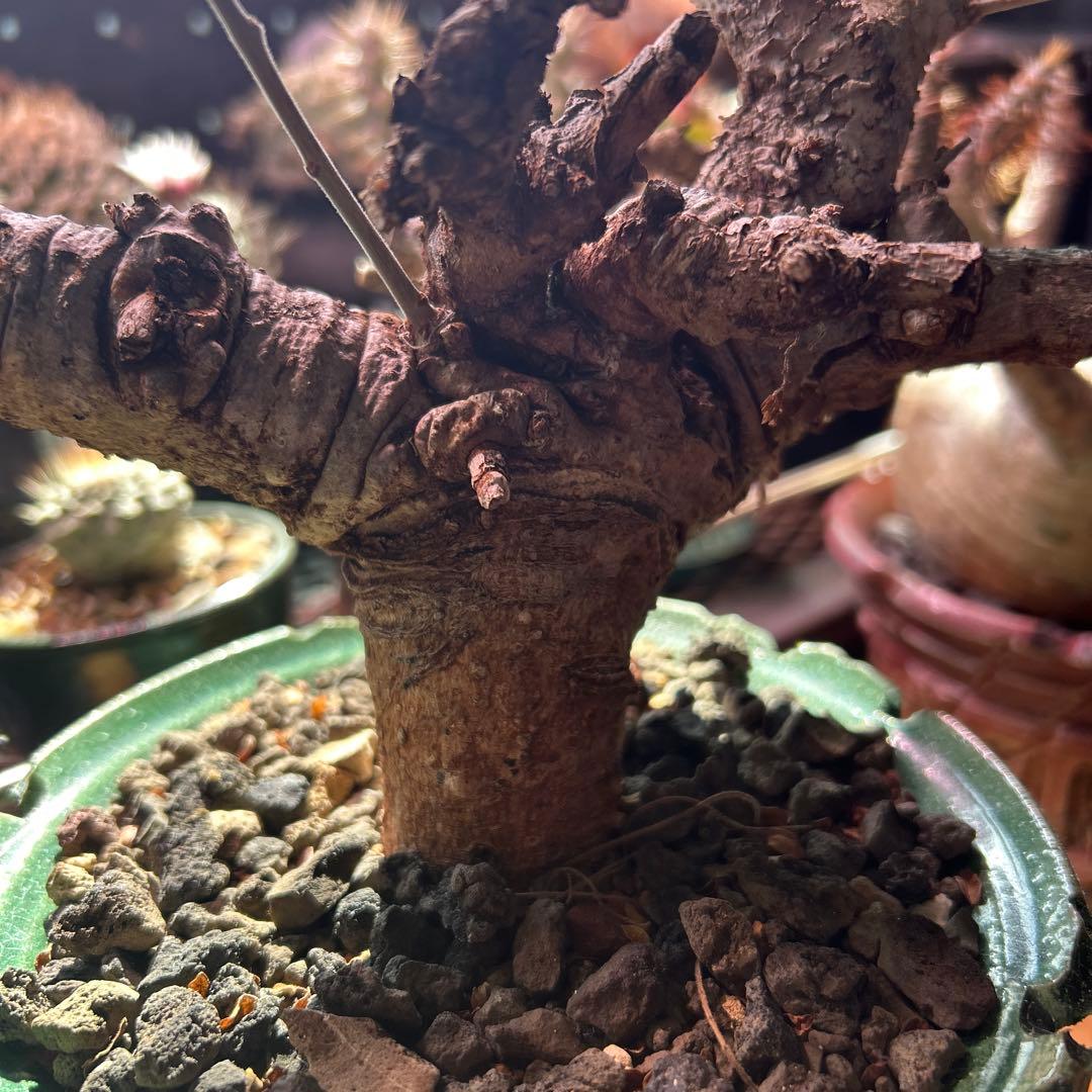 ボスべリア　ネグレクタ