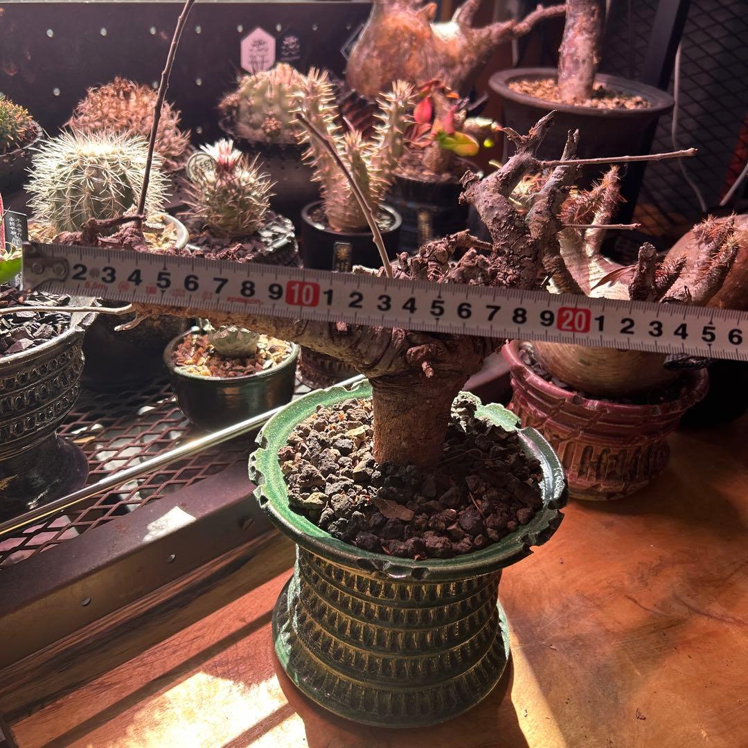 ボスべリア　ネグレクタ