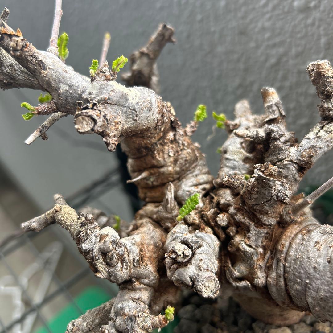 ボスべリア　ネグレクタ