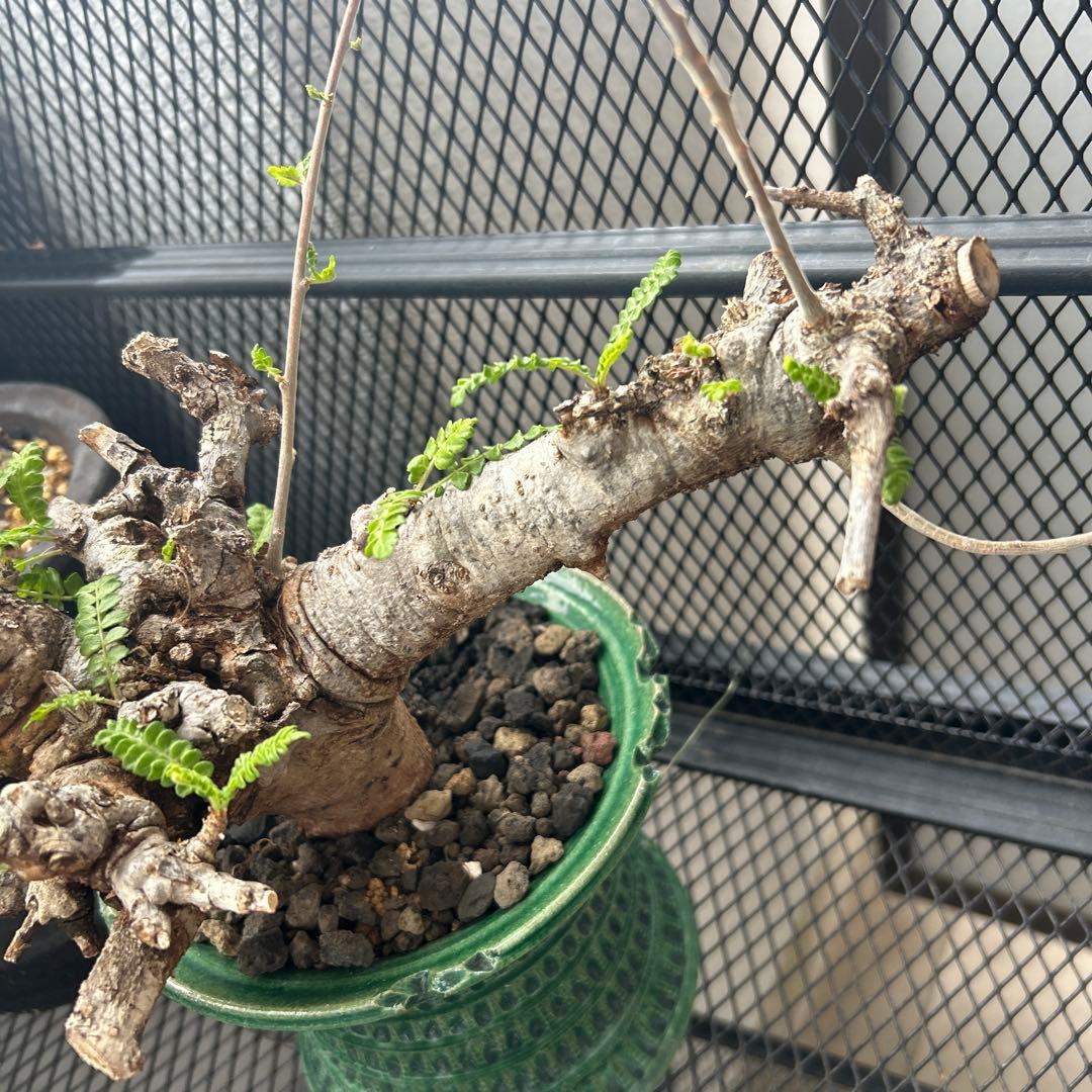 ボスべリア　ネグレクタ