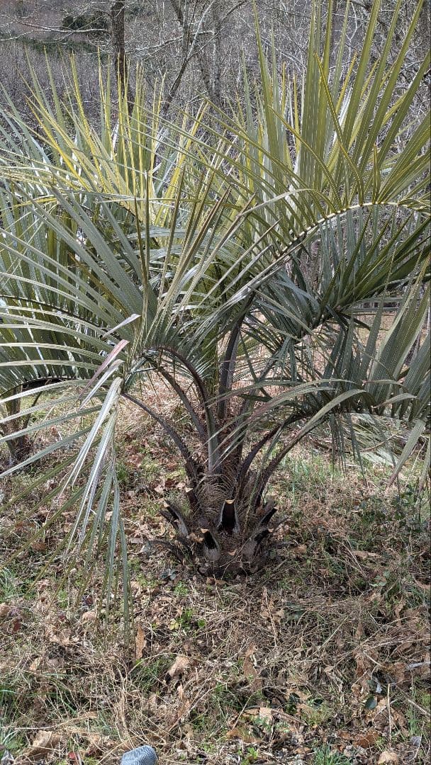 ココスヤシ　大苗