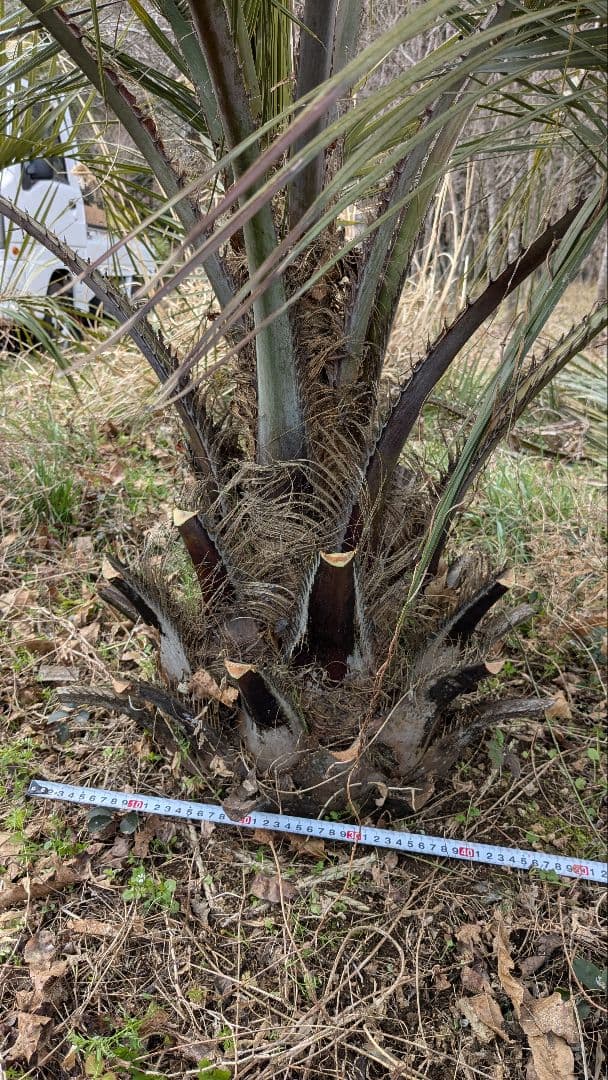 ココスヤシ　大苗