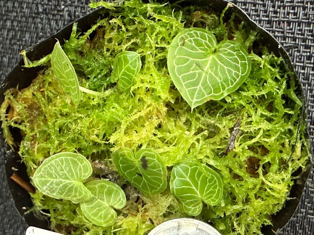 そ*う様 ⭐︎ ⭐︎ Corybas pictus ② 超小型コリバス・ピクタス