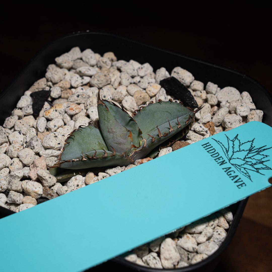 Agave titanota ‘Creep’ (Hidden Agave )01