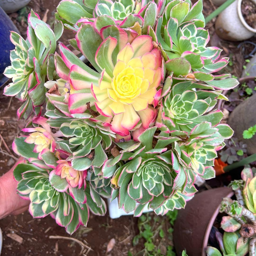 多肉植物。アエオニウム。海仙法師錦15頭