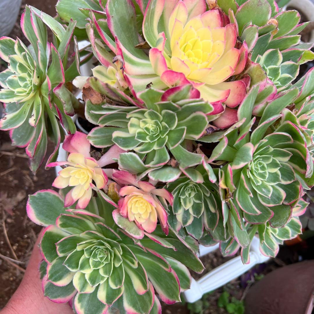 多肉植物。アエオニウム。海仙法師錦15頭