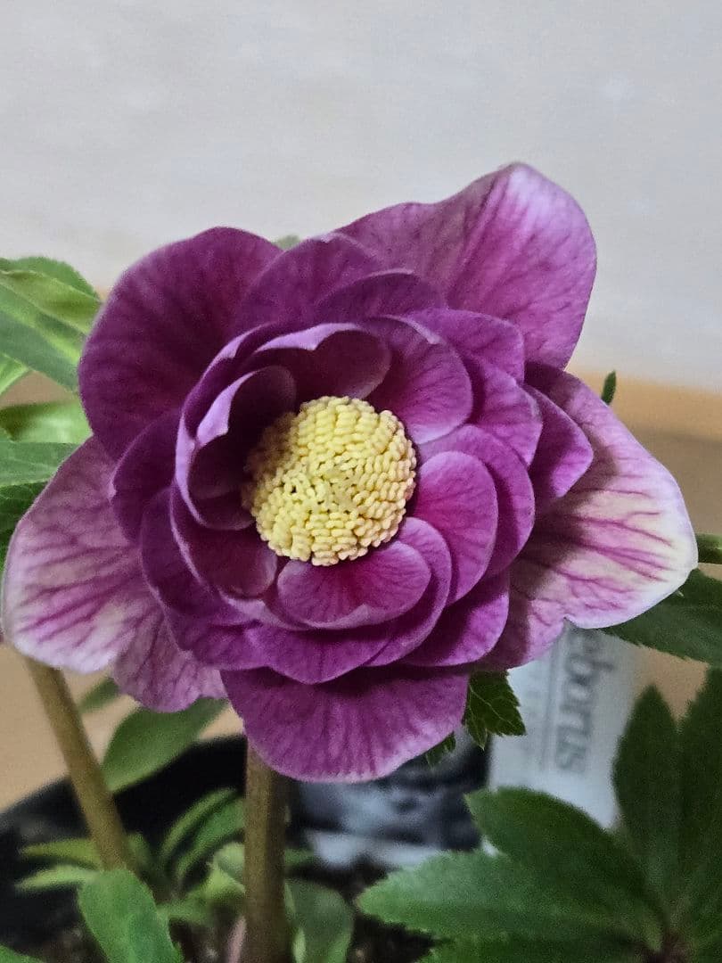 ☆広瀬園芸☆クリスマスローズ☆5号鉢☆