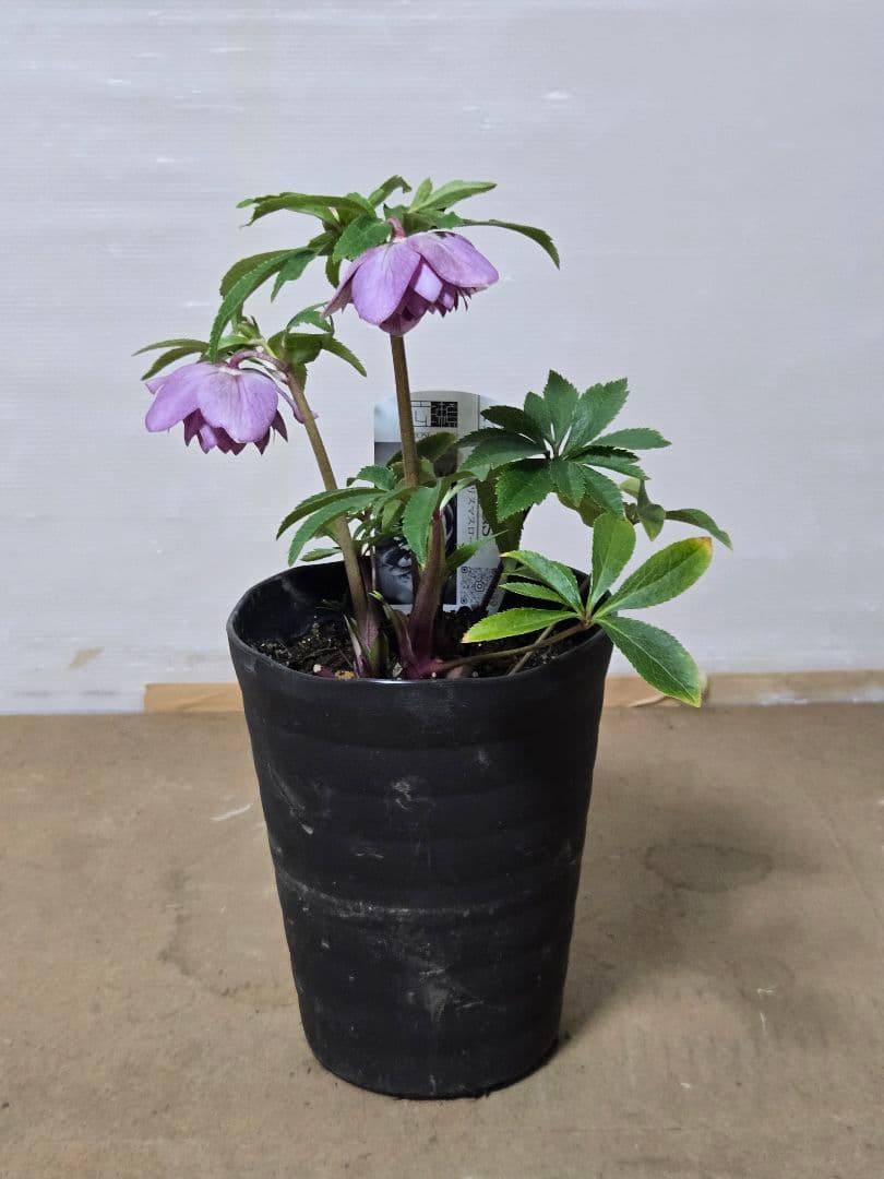 ☆広瀬園芸☆クリスマスローズ☆5号鉢☆