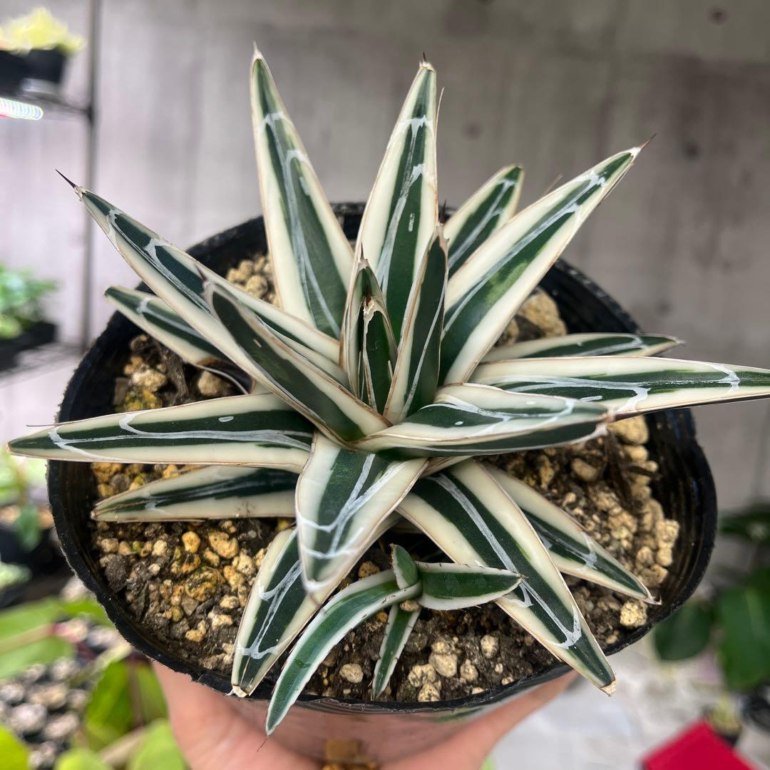 アガベ氷山極上株子株付き斑入り抜き苗発送