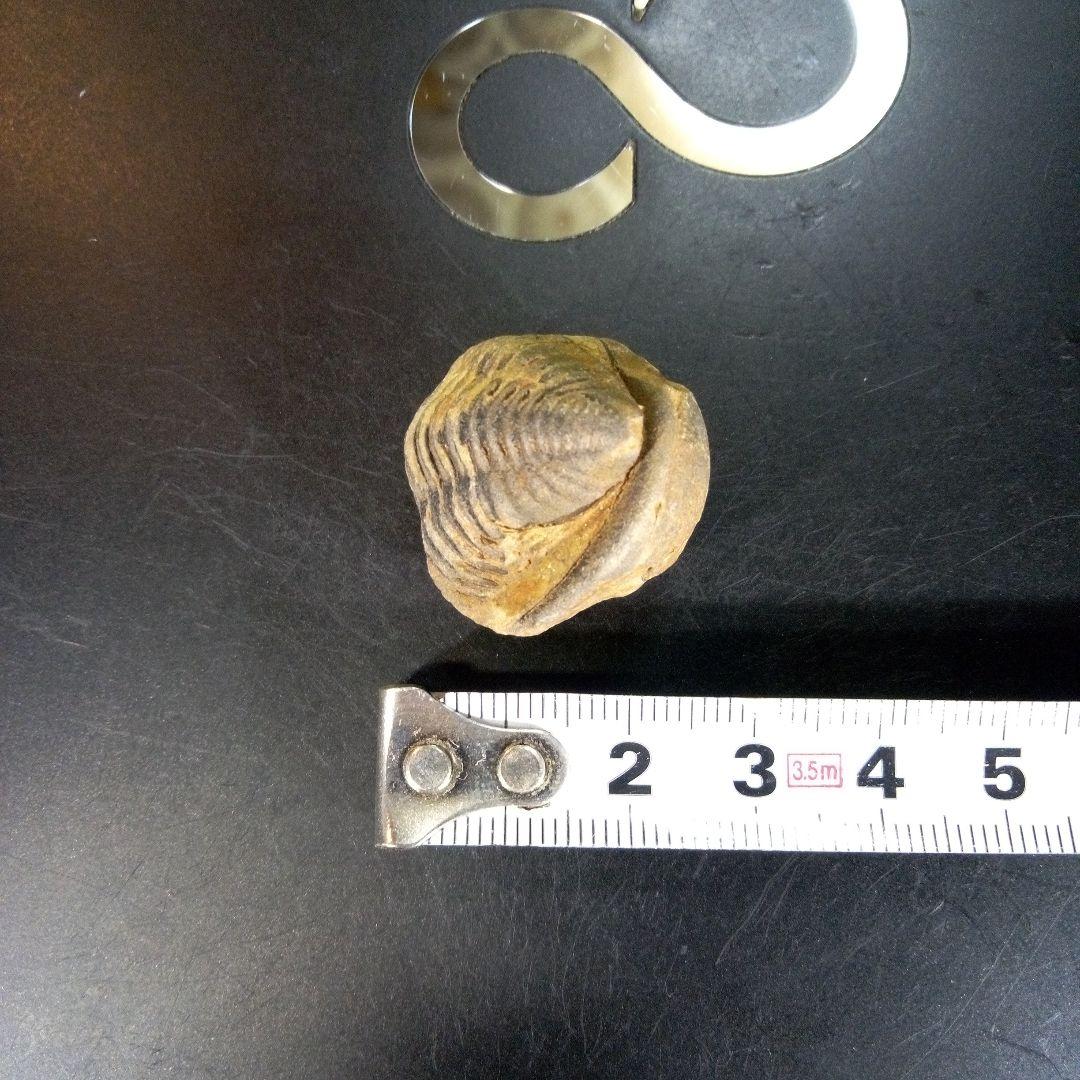 三葉虫　化石　fossil　ボリビア産　trilobite　Bolivia化石⑦