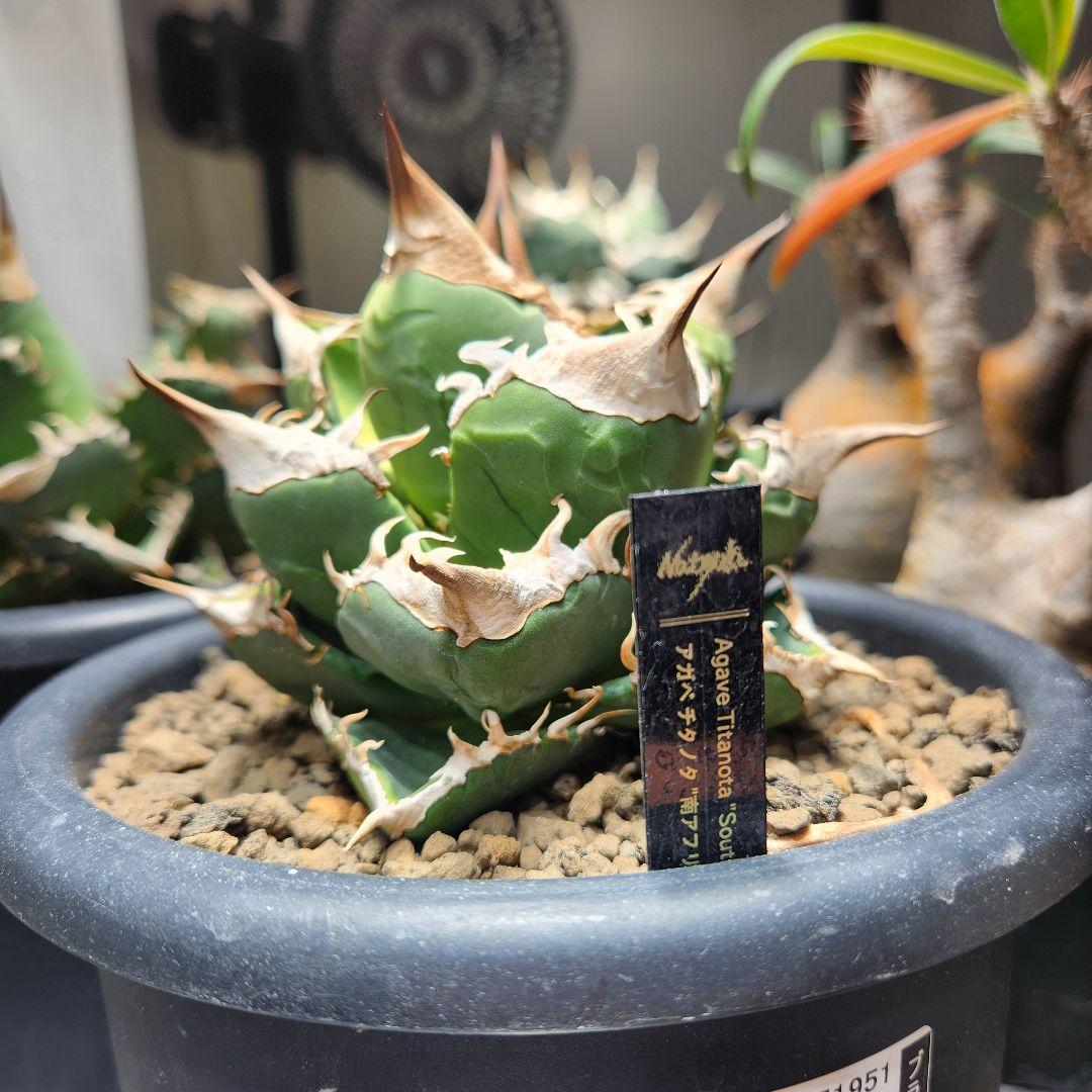 344＊コレクション株＊【1.4写真更新】アガベ チタノタ SAD