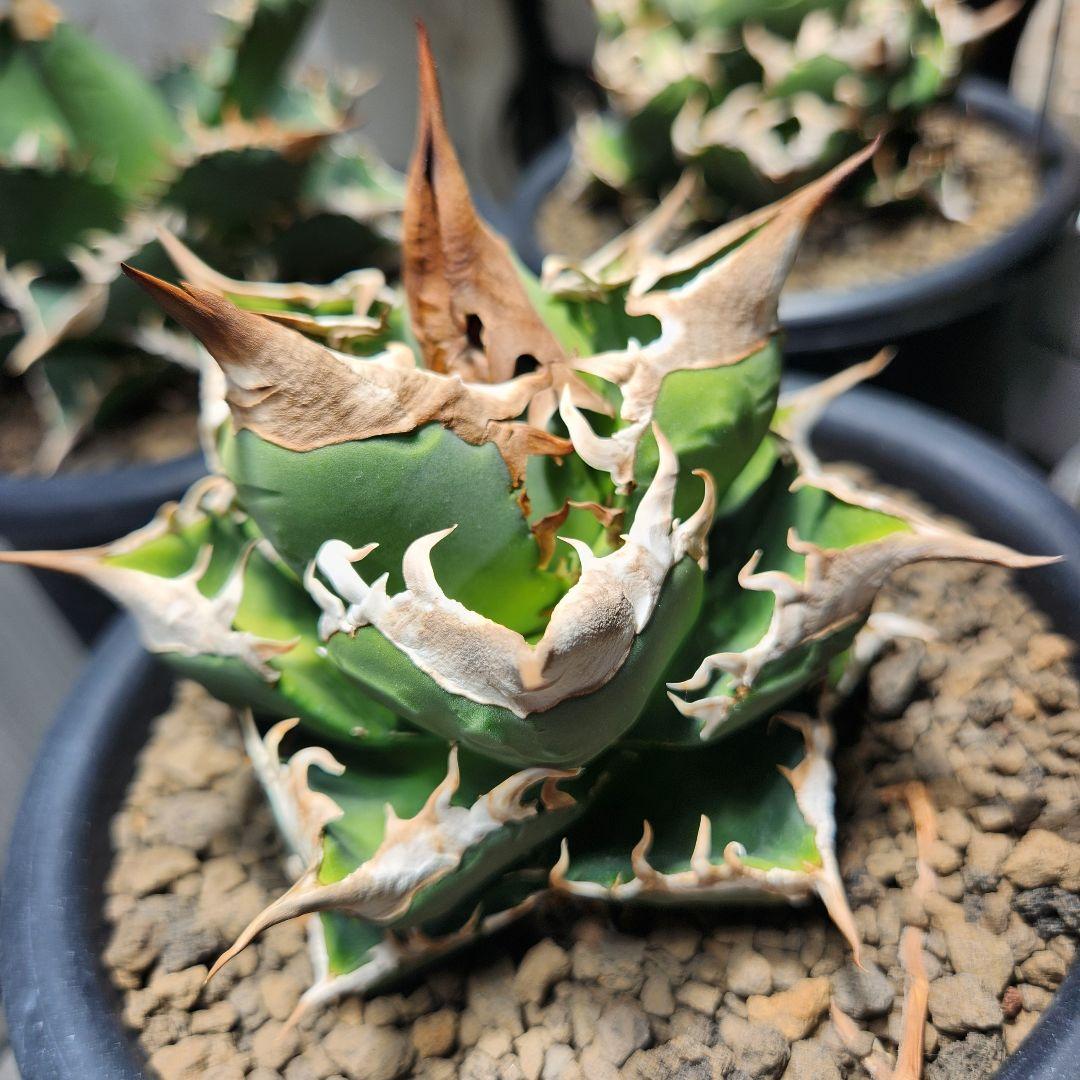 344＊コレクション株＊【1.4写真更新】アガベ チタノタ SAD