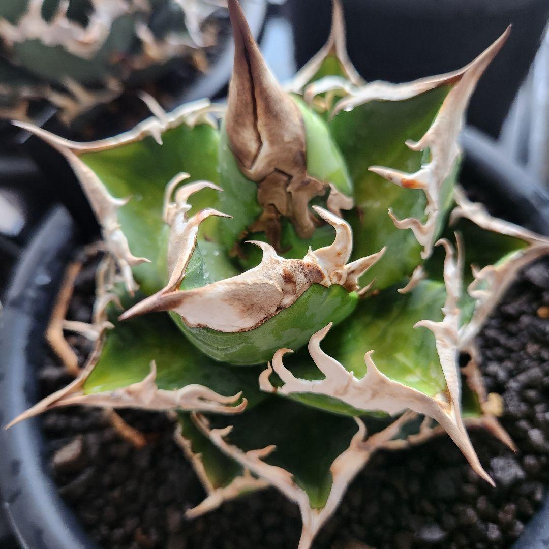 344＊コレクション株＊【1.4写真更新】アガベ チタノタ SAD