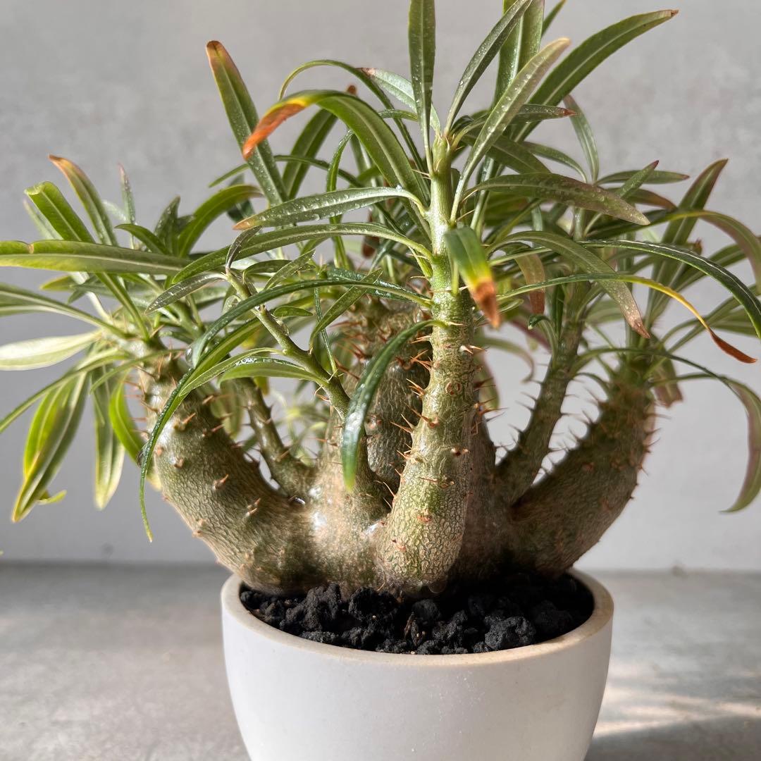 吉*ニ様 パキポディウム　グラキリス 実生株　良型　発根済