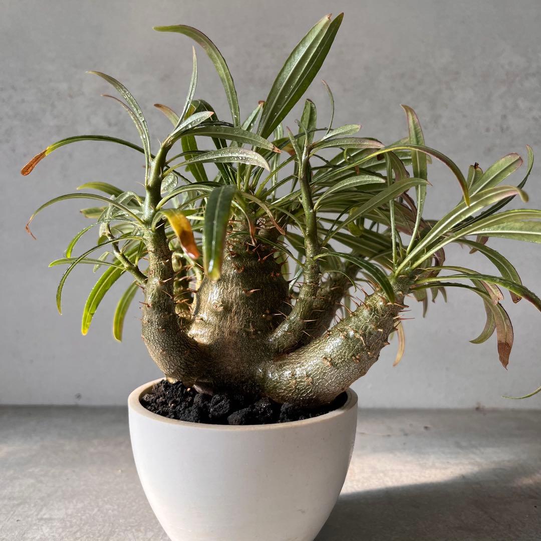 吉*ニ様 パキポディウム　グラキリス 実生株　良型　発根済