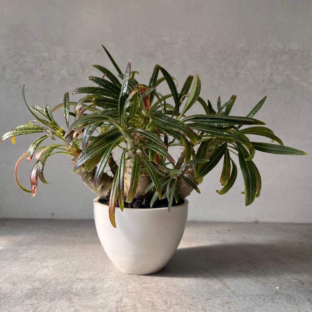 吉*ニ様 パキポディウム　グラキリス 実生株　良型　発根済