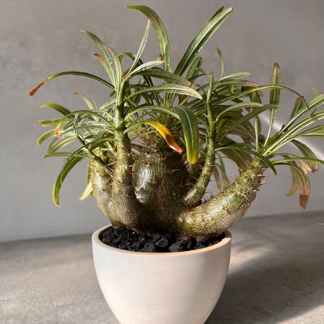 吉*ニ様 パキポディウム　グラキリス 実生株　良型　発根済