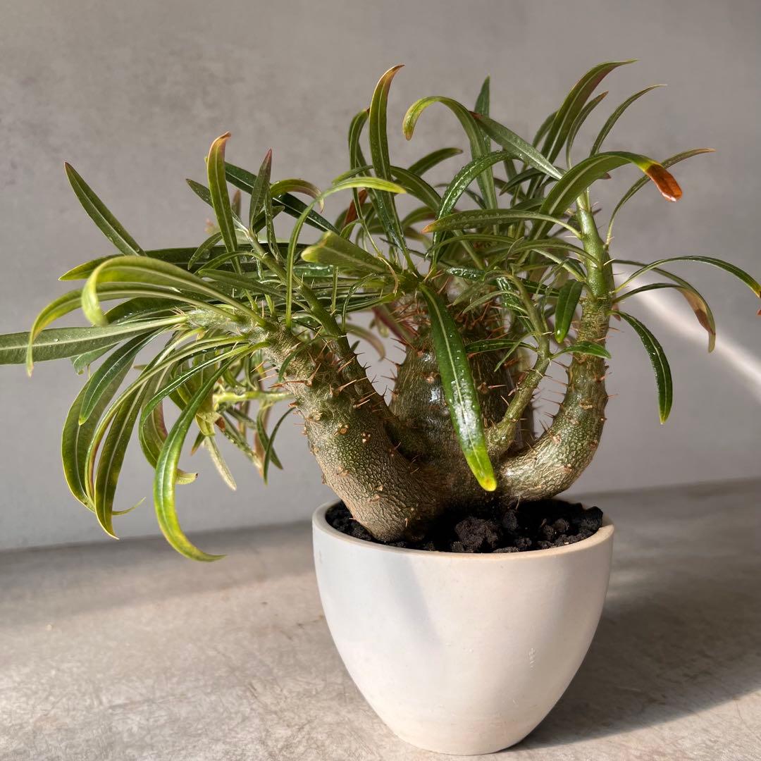 吉*ニ様 パキポディウム　グラキリス 実生株　良型　発根済