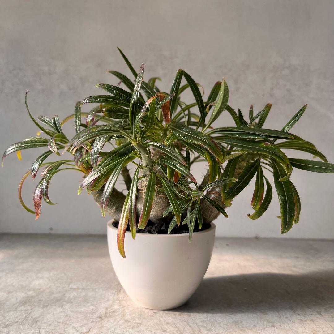 吉*ニ様 パキポディウム　グラキリス 実生株　良型　発根済