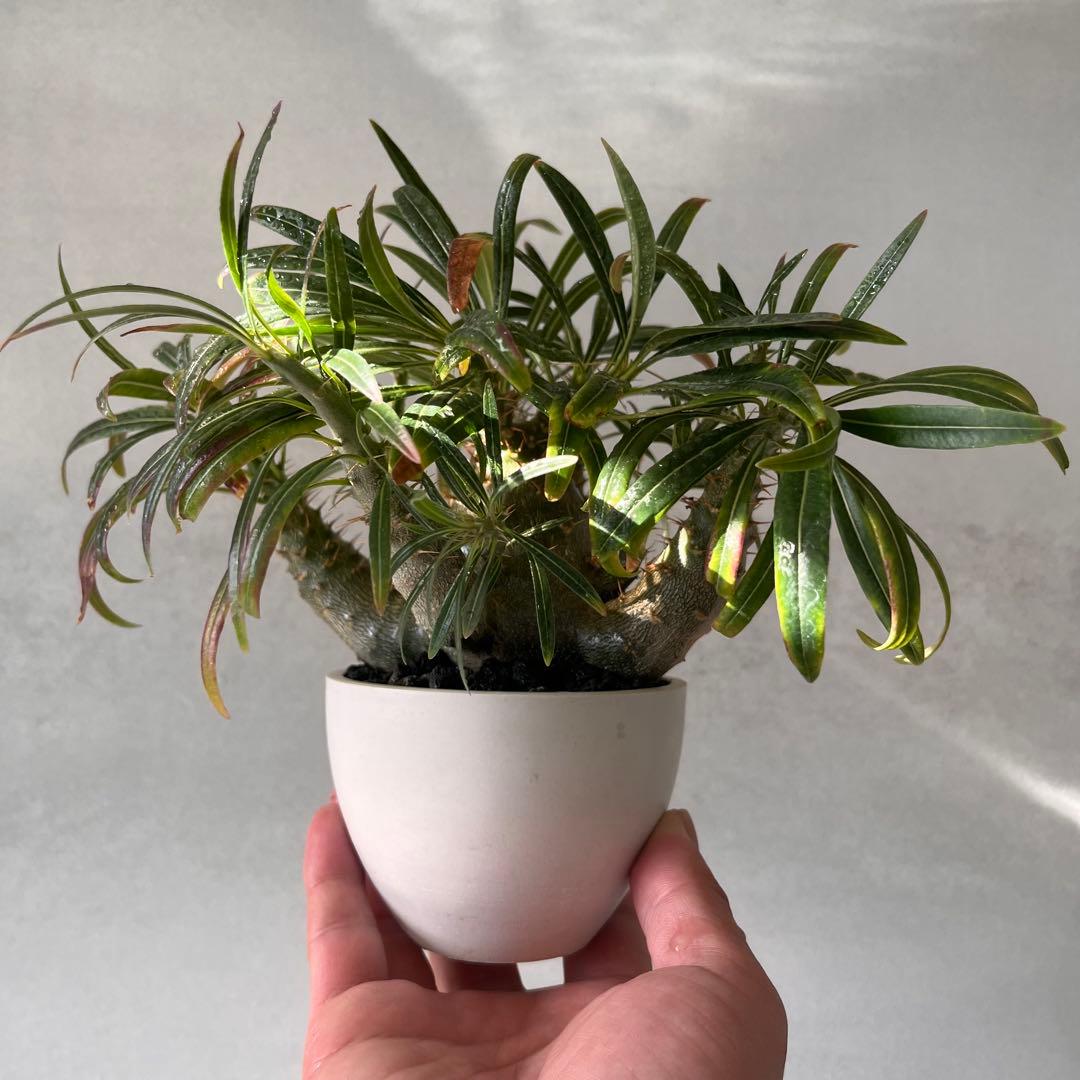 吉*ニ様 パキポディウム　グラキリス 実生株　良型　発根済