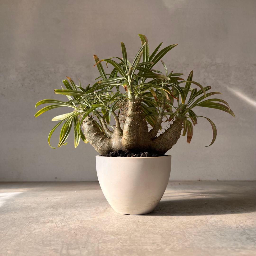 吉*ニ様 パキポディウム　グラキリス 実生株　良型　発根済