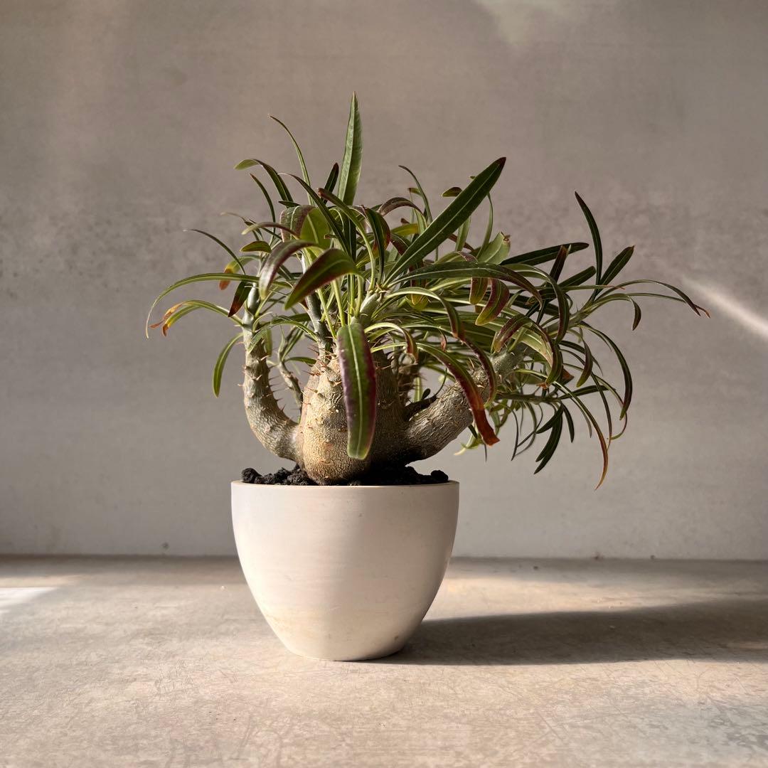 吉*ニ様 パキポディウム　グラキリス 実生株　良型　発根済