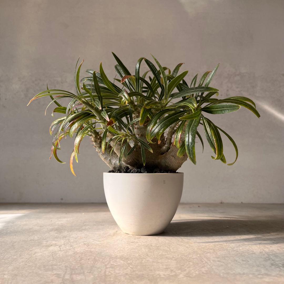 吉*ニ様 パキポディウム　グラキリス 実生株　良型　発根済