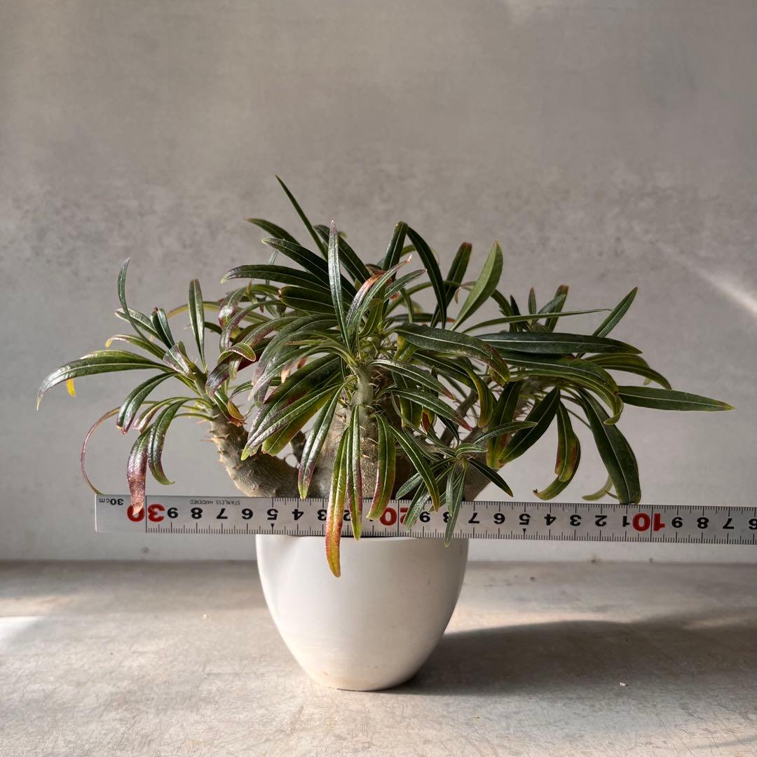 吉*ニ様 パキポディウム　グラキリス 実生株　良型　発根済