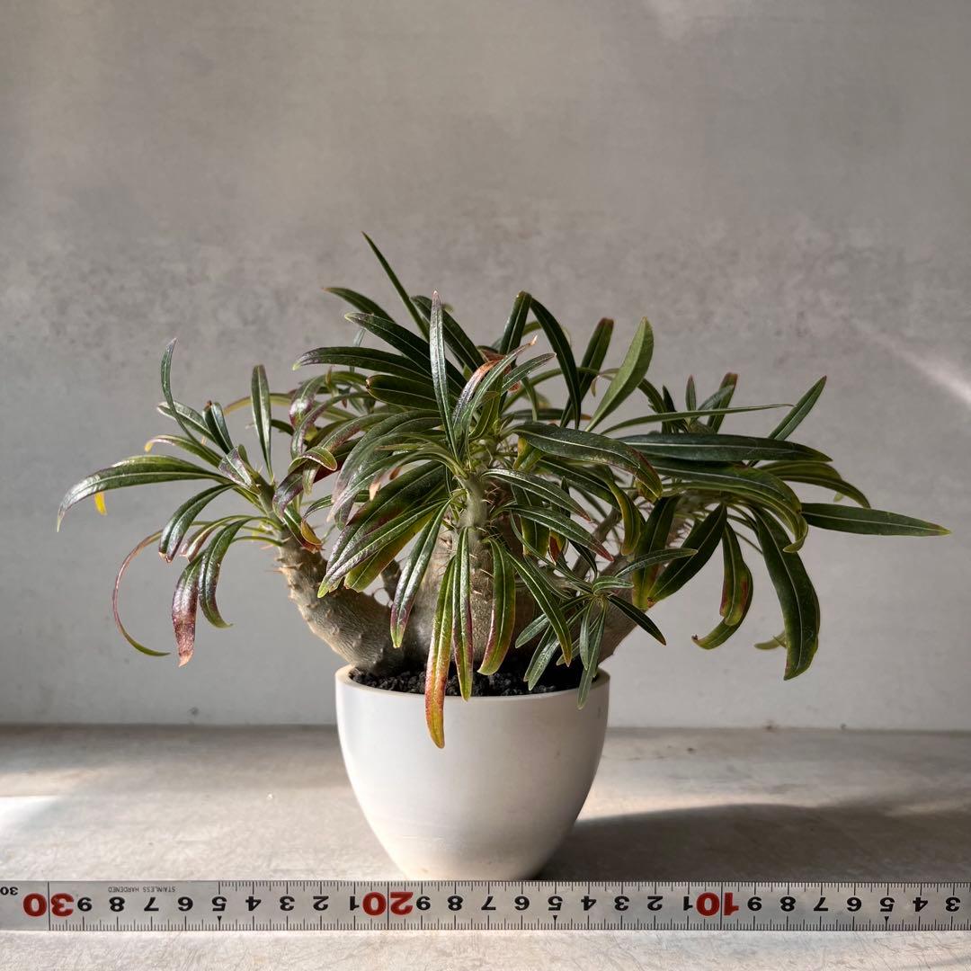 吉*ニ様 パキポディウム　グラキリス 実生株　良型　発根済