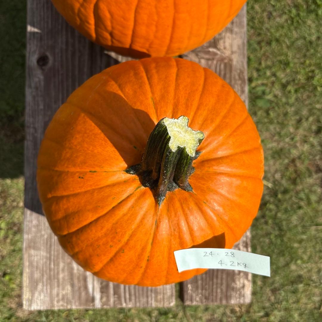 【みかんその1】ハロウィンかぼちゃ　本物