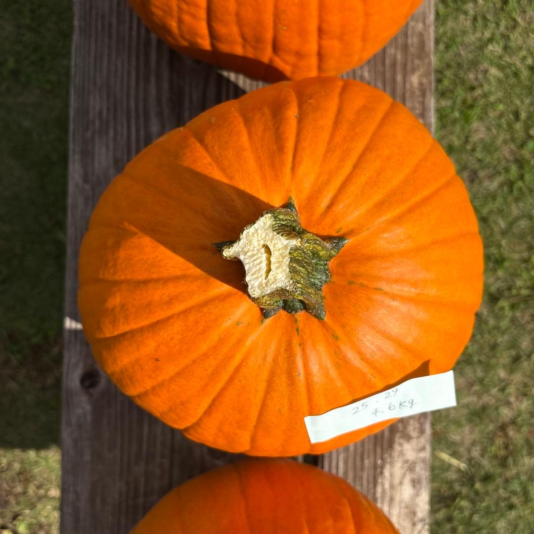 【みかんその1】ハロウィンかぼちゃ　本物
