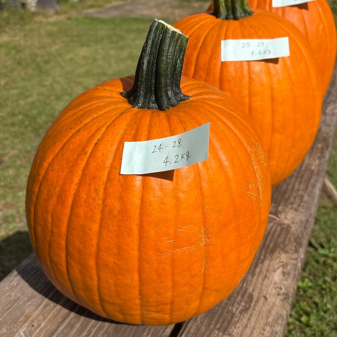 【みかんその1】ハロウィンかぼちゃ　本物