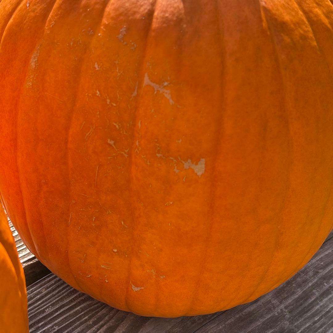 【みかんその1】ハロウィンかぼちゃ　本物
